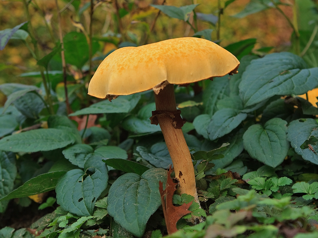 Phaeolepiota aurea Goudhoed Golden cap